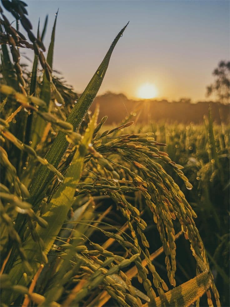Sunlit rice terraces in Tamil Nadu